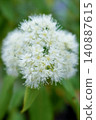 Lemon Myrtle Flower 140887615