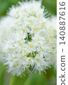 Lemon Myrtle Flower 140887616