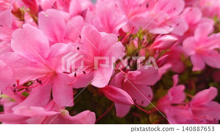 The azaleas are blooming in dense clusters. 140887653