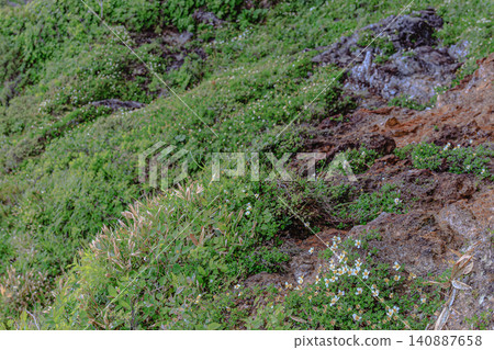 A magnificent mountain landscape where the Chinglema, a representative alpine plant of Hokkaido's summer mountains, is in full bloom. A magnificent mountain landscape where the Chinglema, a representative alpine plant of Hokkaido's summer mountains, is in full bloom. 140887658