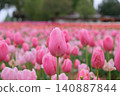 A gorgeous field of pink tulips 140887844