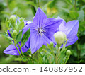 Beautiful purple bellflower flowers 140887952