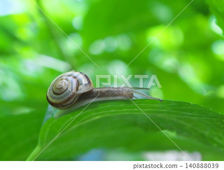 A snail slowly moves across a hydrangea leaf. A snail slowly moves across a hydrangea leaf. 140888039