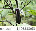 Eggplants near harvest 140888063