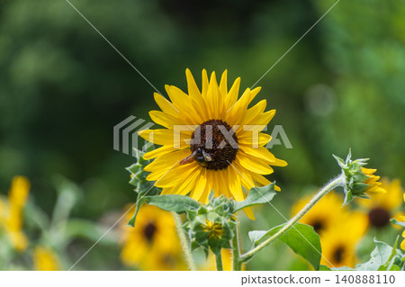 Vibrant sunflowers blooming in the summer sun, and insects sipping nectar. Vibrant sunflowers blooming in the summer sun, and insects sipping nectar. 140888110
