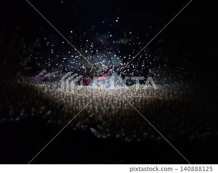 Coral spawning under spotlight Coral spawning under spotlight 140888125