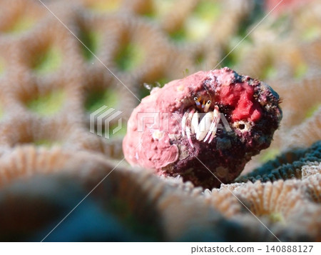 Hermit crabs on coral Hermit crabs on coral 140888127