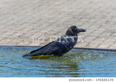 A black crow taking a bath and spreading its wings. A black crow taking a bath and spreading its wings. 140888139
