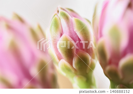 Flowers of chin cactus detail Flowers of chin cactus detail 140888152