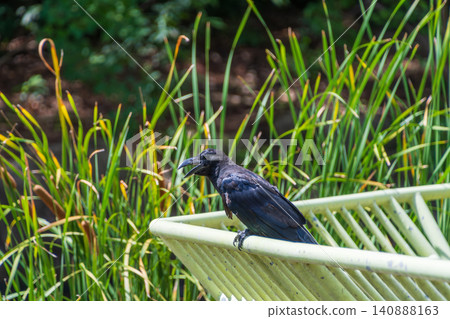 A black carrion crow stands by the water's edge in a lush wetland. A black carrion crow stands by the water's edge in a lush wetland. 140888163