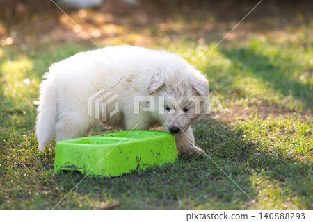 Cute white Siberian Husky puppy looking at a green plastic food bowl, dirty and muddy from playing on the grass outdoors. Cute white Siberian Husky puppy looking at a green plastic food bowl, dirty and muddy from playing on the grass outdoors. 140888293