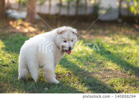 Full body of a cute white Siberian Husky puppy looking back over shoulder with tongue out, dirty and muddy from playing on green grass outdoors. 140888294