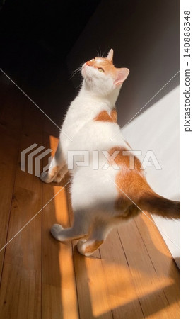 A cat basking in the sunlight by the window. 140888348