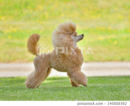 Apricot poodle play on green grass. Apricot poodle play on green grass. 140888362