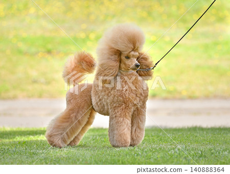 Ppoodle showing by handler on dog show. Ppoodle showing by handler on dog show. 140888364