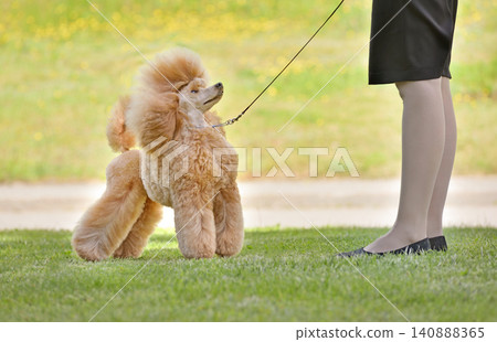Ppoodle showing by handler on dog show. Ppoodle showing by handler on dog show. 140888365