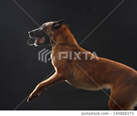 Belgian malinois dog barking Belgian malinois dog barking 140888373