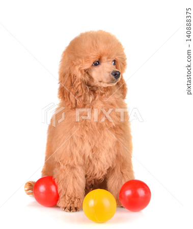 Apricot poodle puppy with colorful balls Apricot poodle puppy with colorful balls 140888375