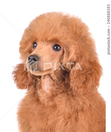 Beautiful apricot toy poodle puppy Beautiful apricot toy poodle puppy 140888383