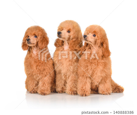 Three apricot poodle dogs sitting together. Three apricot poodle dogs sitting together. 140888386