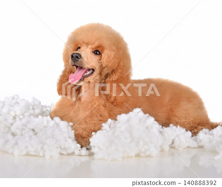 Resting apricot toy poodle dog Resting apricot toy poodle dog 140888392