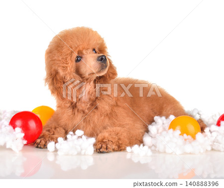 Red poodle puppy lying with colorful balls and cotton Red poodle puppy lying with colorful balls and cotton 140888396