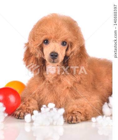 Portrait of a cute apricot poodle puppy. Portrait of a cute apricot poodle puppy. 140888397