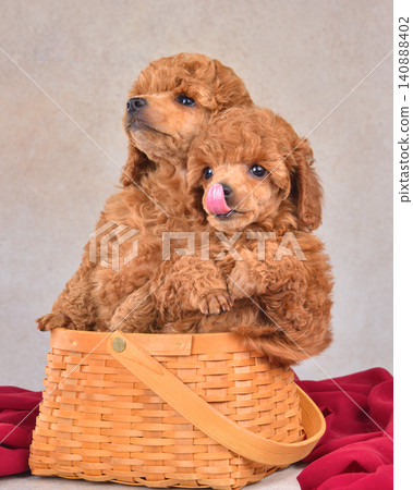 Two brown poodle puppies sitting in a woven baske Two brown poodle puppies sitting in a woven baske 140888402
