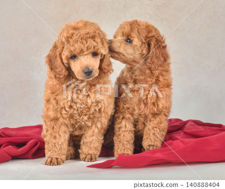 Two cute poodle puppies sitting on red fabric Two cute poodle puppies sitting on red fabric 140888404