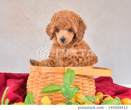 Toy poodle puppy sitting in awoven basket Toy poodle puppy sitting in awoven basket 140888412