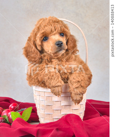 Portrait of a cute apricot poodle puppy. Portrait of a cute apricot poodle puppy. 140888413
