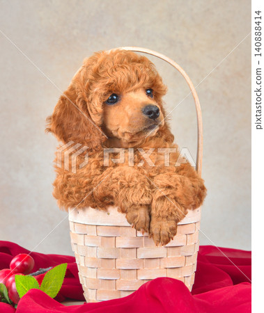 Cute curly apricot poodle puppy Cute curly apricot poodle puppy 140888414