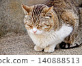 A tabby and white cat dozing off in a loaf position. 140888513