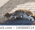 A tabby and white cat relaxing on the roadside at dusk. 140888514