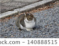 A tabby and white stray cat sitting neatly on the gravel path. 140888515