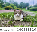 A cute cat relaxing in the grass in the park, squinting its eyes. 140888516
