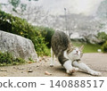 A cat stretching with all its might after waking up 140888517