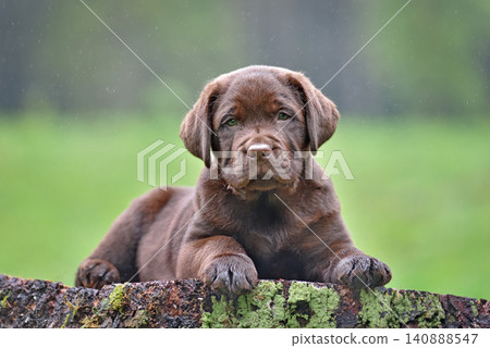 Chocolate labrador puppy lying Chocolate labrador puppy lying 140888547