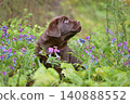 Puppy sitting in a field of purple wildflowers 140888552