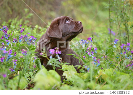 Puppy sitting in a field of purple wildflowers Puppy sitting in a field of purple wildflowers 140888552