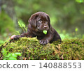 Cute labrador puppy with green leaf in mouth 140888553