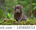 Cute labrador puppy in green forest 140888554