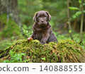 Beautiful puppy sitting on a tree stump 140888555