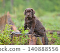Puppy sitting on a tree stump in the forest 140888556