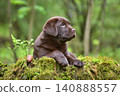 Chocolate labrador puppy lying 140888557