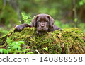 Beautiful puppy lying on a tree stump 140888558