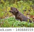 Beautiful  puppy biting a green leaf in a spring forest 140888559