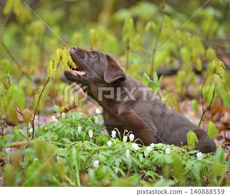 Beautiful puppy biting a green leaf in a spring forest Beautiful puppy biting a green leaf in a spring forest 140888559