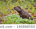 Beautiful  puppy sniffing a green leaf in a forest 140888560