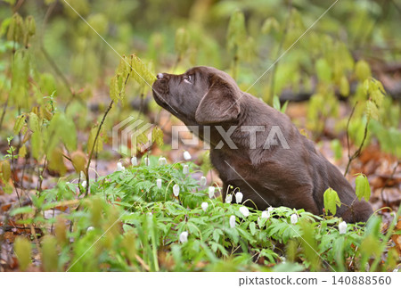 Beautiful puppy sniffing a green leaf in a forest Beautiful puppy sniffing a green leaf in a forest 140888560
